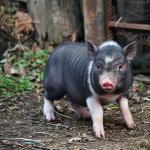 Разведение свиней вьетнамской породы – перспективное направление малого бизнеса